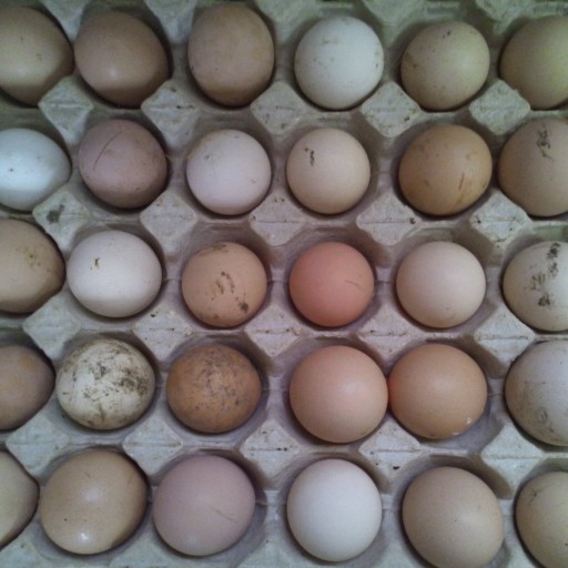 تخم های نطفه دار مرغ تخمگذار هندی و غاز