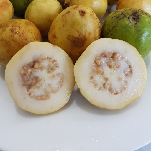 میوه گواوا (زیتون محلی)