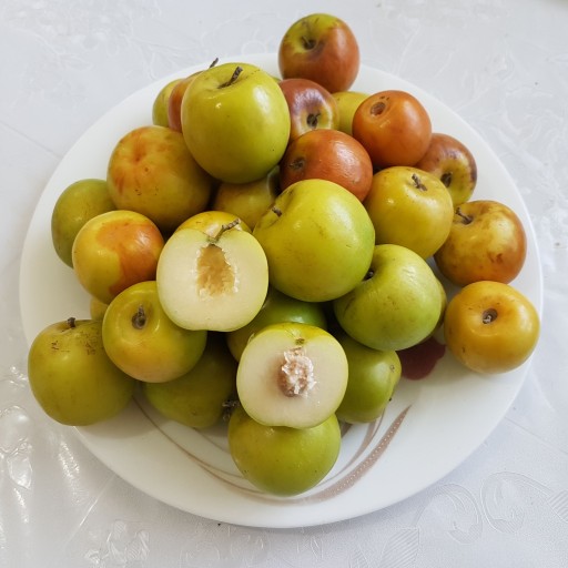 میوه کُنار محلی (کنار سیبی)