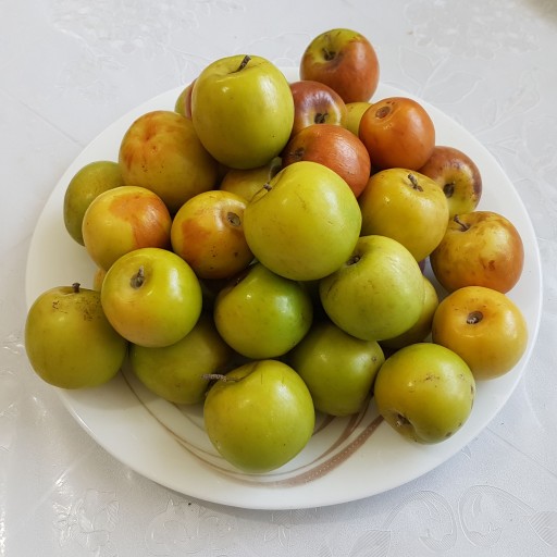 میوه کُنار محلی (کنار سیبی)