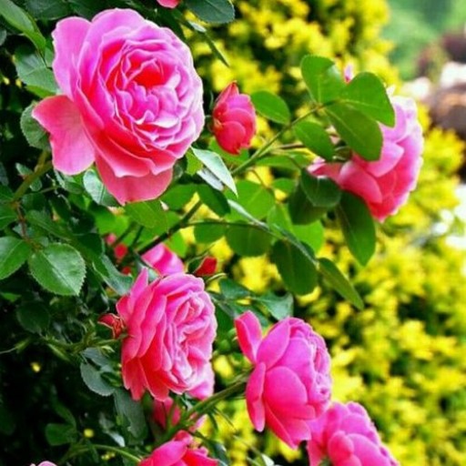گلاب طبیعی سنتی(2لیتری)