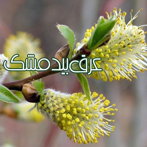 عرق بیدمشک سنتی 2 لیتری