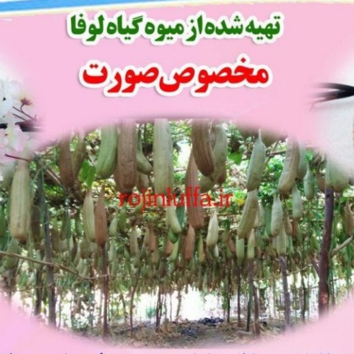 لیف گیاهی مبین(مخصوص صورت یک طرفه بزرگ)5 تایی