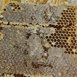 عسل طبیعی موم دار جنگل های ارسباران (بسته یک کیلویی)