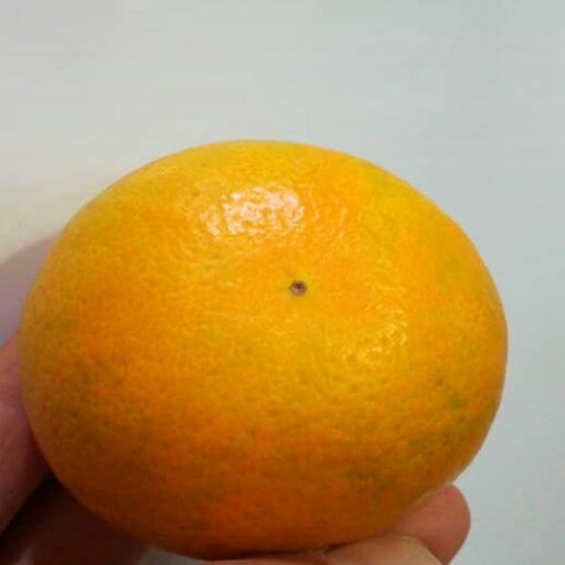 پرتقال مازندران(10 کیلوگرم) ارسال در جعبه های چوبی