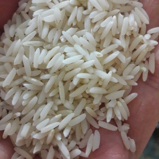 برنج طارم هاشمی اصیل شمال (10 کیلویی)