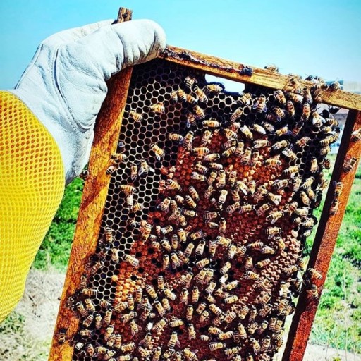 عسل زول صد درصد طبیعی و خالص