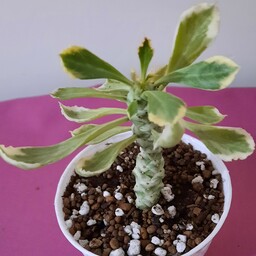 گل منادینیوم ابلق سفید (  ساکولنت خاص )