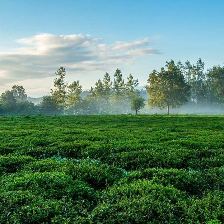 چای ممتاز بهاره لاهیجان  (900گرمی)