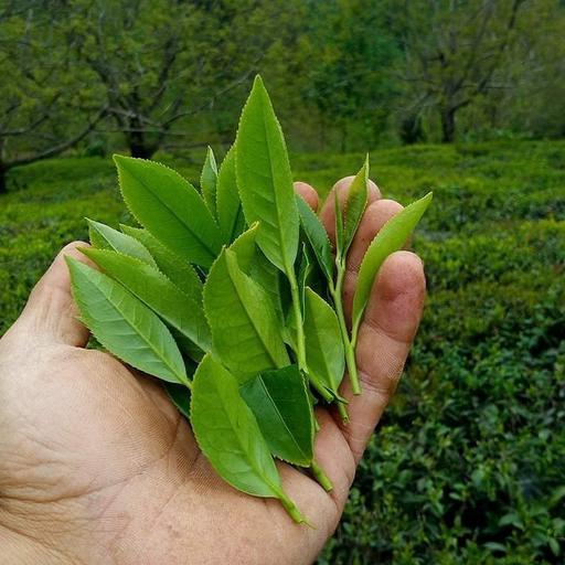 چای سرگل بهاره (450 گرمی)