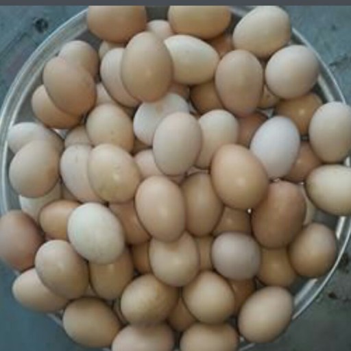 تخم مرغ محلی(تحویل با مشتری)