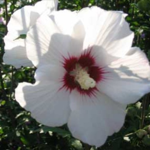 گل ختمی سفید  60گرمی