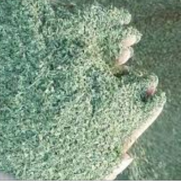 نعنا خشک درجه یک 50گرمی