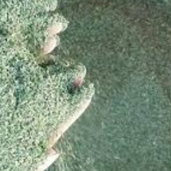 نعنا خشک درجه یک 50گرمی