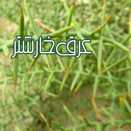 عرق خارشتر قدح