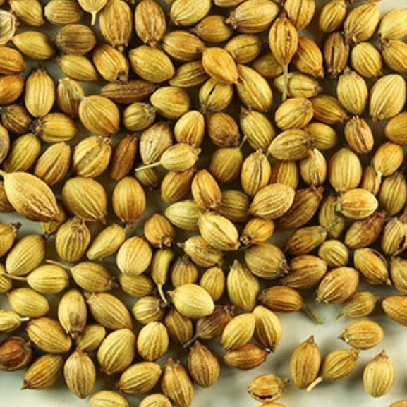 پودر تخم گیشنیز 100گرمی