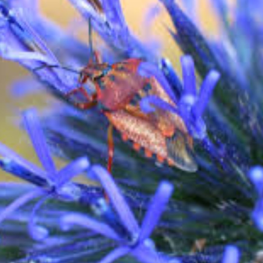 شکرتیغال درجه یک 35گرمی