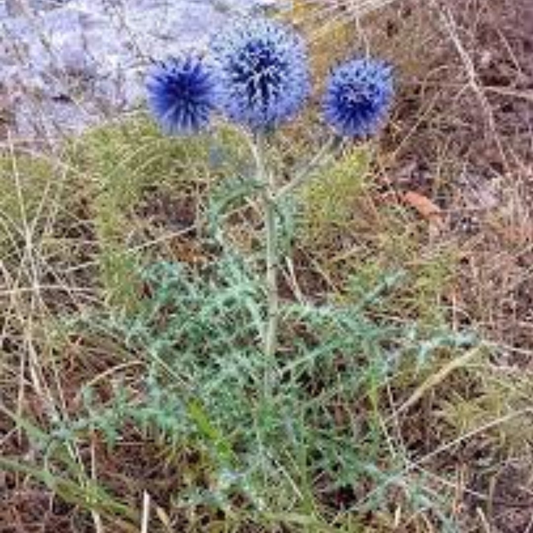 شکرتیغال درجه یک 35گرمی