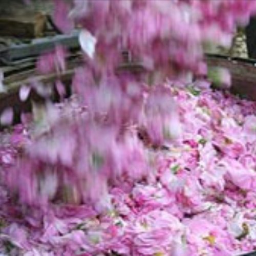 گلاب درجه یک قدح 1لیتری