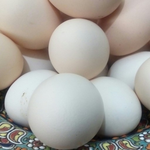 تخم مرغ رسمی ( 12 عددی ) فقط در قم