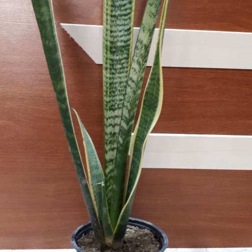 گیاه سانسوریا ابلق(  sansevieria plant )