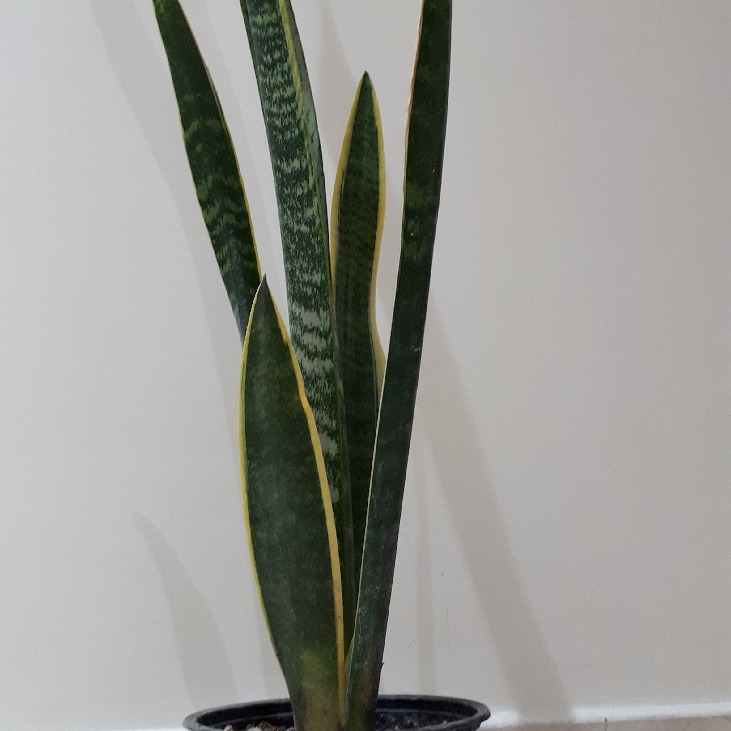 گیاه سانسوریا ابلق( sansevieria plant )