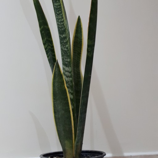 گیاه سانسوریا ابلق(  sansevieria plant )