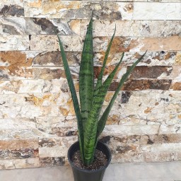 گیاه اپارتمانی سانسوریا سبز پایه بلند سایز بزرگ(sansevieria plant)