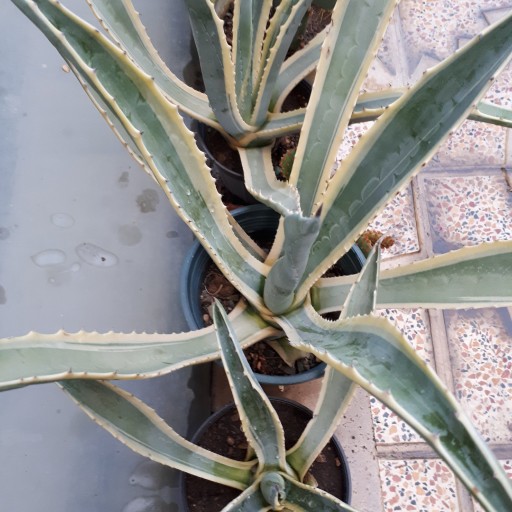 کاکتوس آگاو امریکانو سایز کوچک (agave americana)