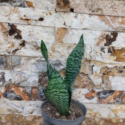 گیاه اپارتمانی سانسوریا کراواتی سایز کوچک(sansevieria plant)