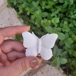 پروانه بدون رنگ و سفید