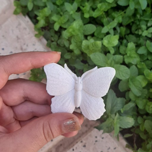 پروانه بدون رنگ و سفید