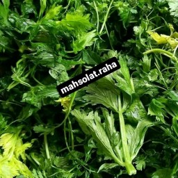 کرفس سرخ شده سفارش به سراسر ایران ارسال با باربری قبل از ثبت سفارش برای هماهنگی هزینه ارسال با غرفه دار هماهنگ شود