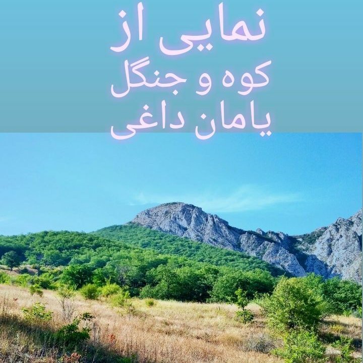 عرق کاسنی