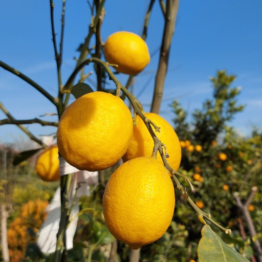 نهال لیمو ترش چهار فصل