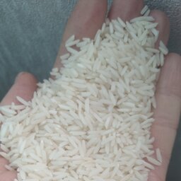 برنج طارم هاشمی  