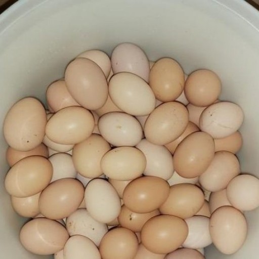 تخم مرغ روستایی