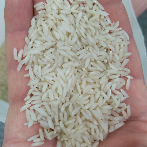 برنج کشت دوم شلتوک (5کیلوگرمی)