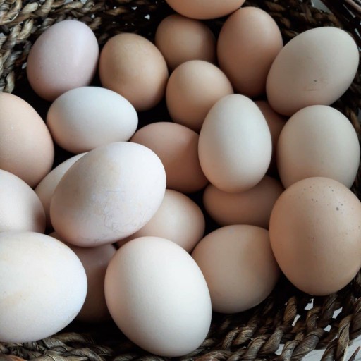 تخم مرغ محلی (6 عدد)
