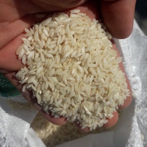 برنج چمپای محلی شهرستان  باغملک ،  خوزستان