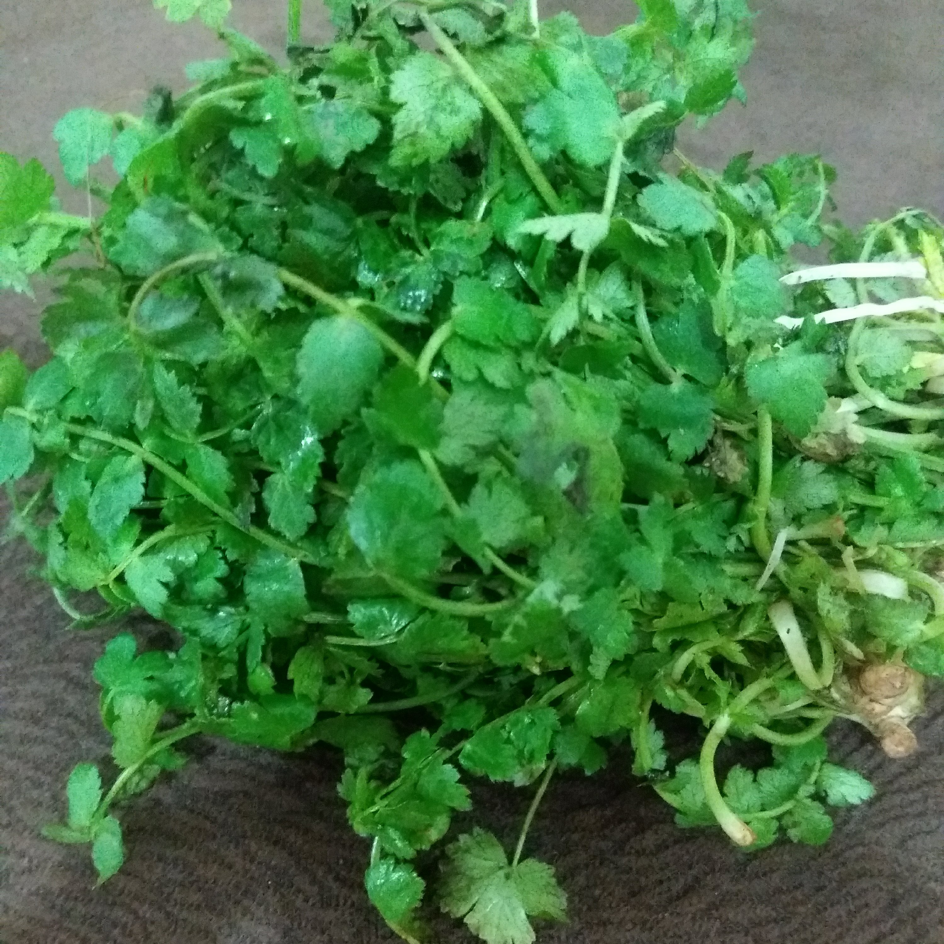 سبزی خشک اناریجه جنگلی 100گ