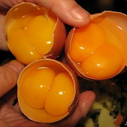 تخم مرغ دو زرده  90عددی