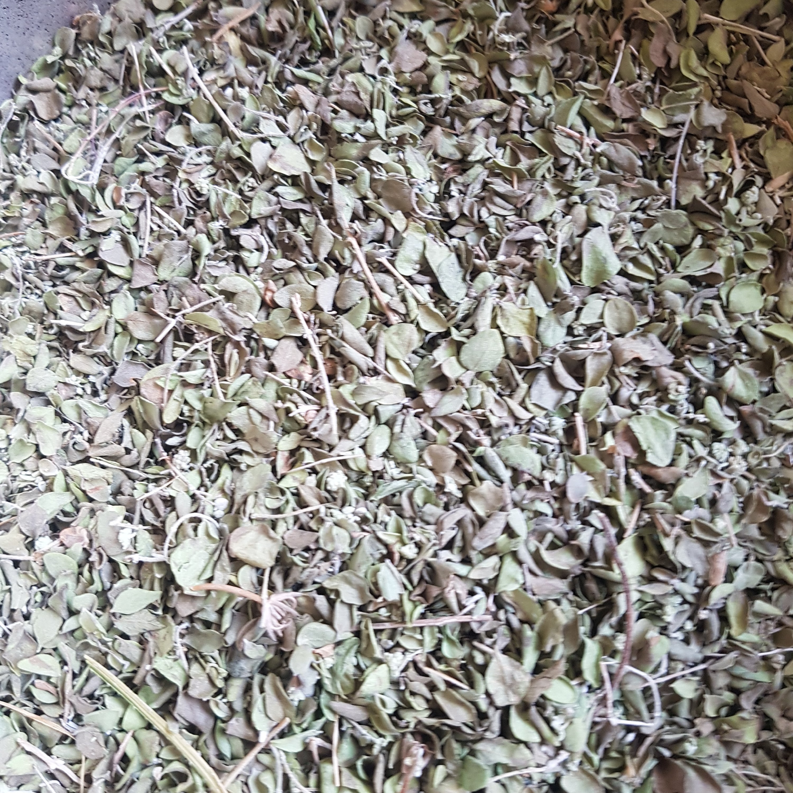آویشن کوهی