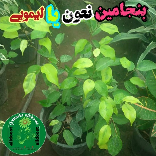 بنجامین طلایی