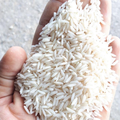 برنج طارم هاشمی محمودآباد فریدونکنار