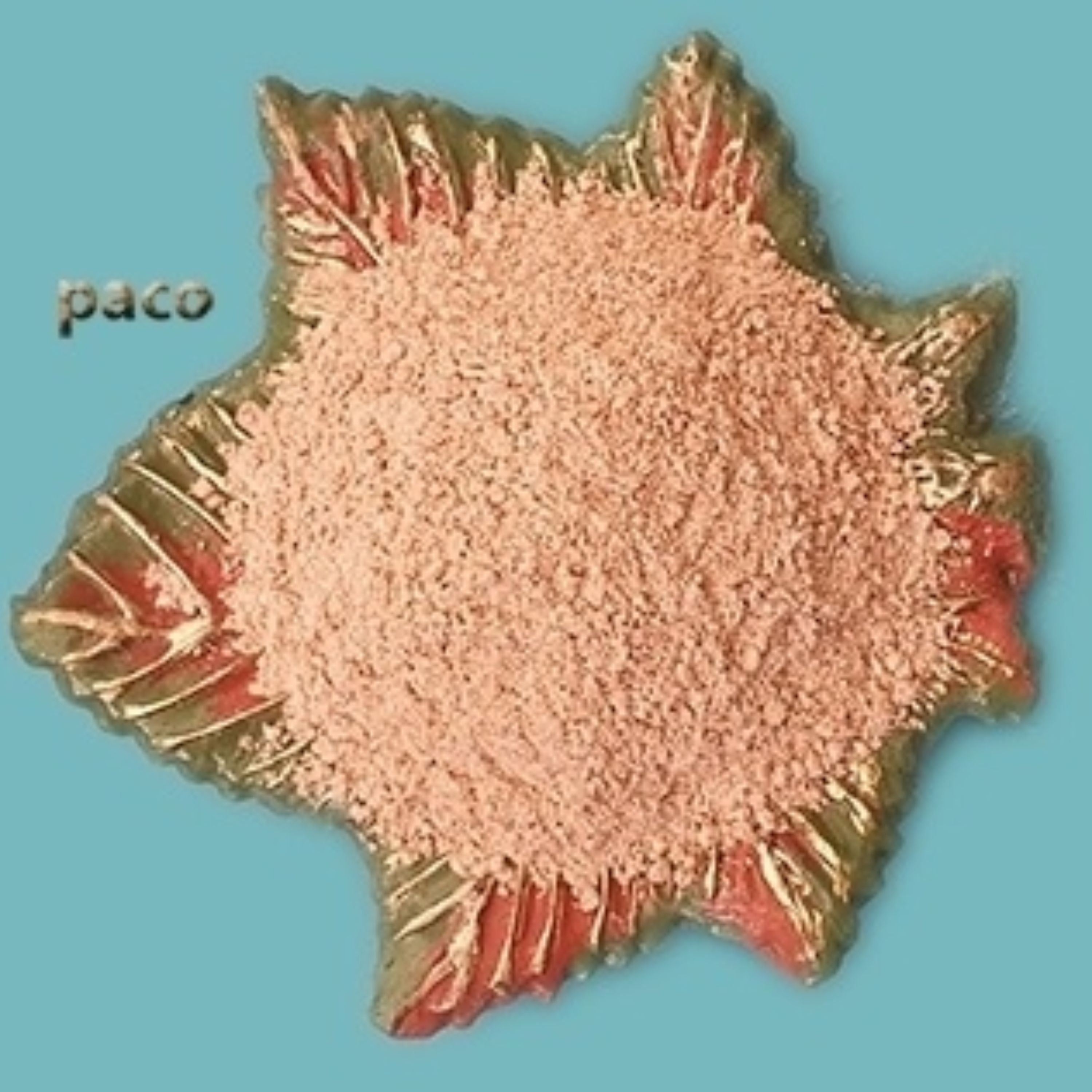 سویق برنج 250 گرم-افزایش وزن-رفع اسهال کودک-جلوگیری از سفیدی مو-کاهش کلسترول.