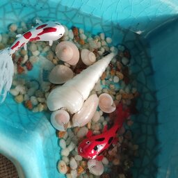 حوضچه رزینی کوچک  10سانتی به همراه ماهی قرمز کوچک