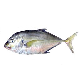 ماهی جش گرگوری صید روز 