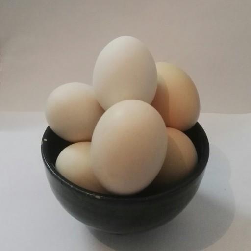 تخم مرغ کاملا ارگانیک و سالم
