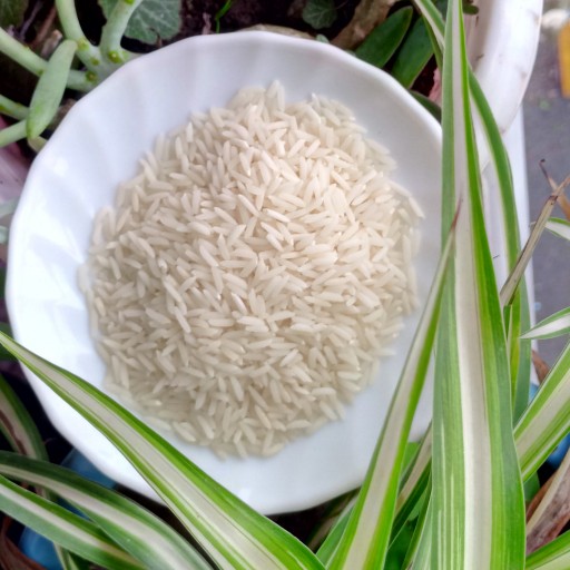 برنج هاشمی درجه2
